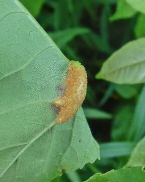 Image of Puccinia sparganioidis Ellis & Barthol. 1896