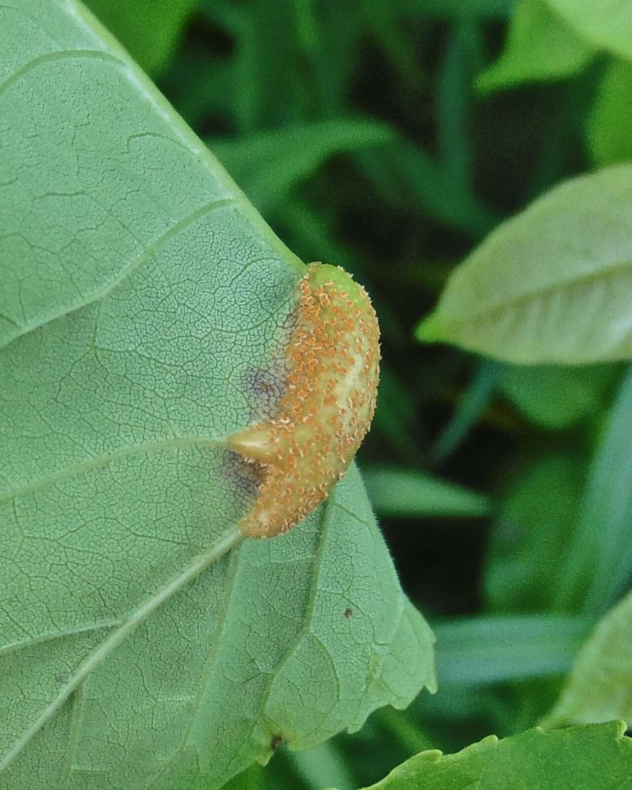 Image de Puccinia sparganioidis Ellis & Barthol. 1896