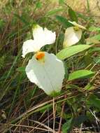 Image of Dalechampia schippii Standl.