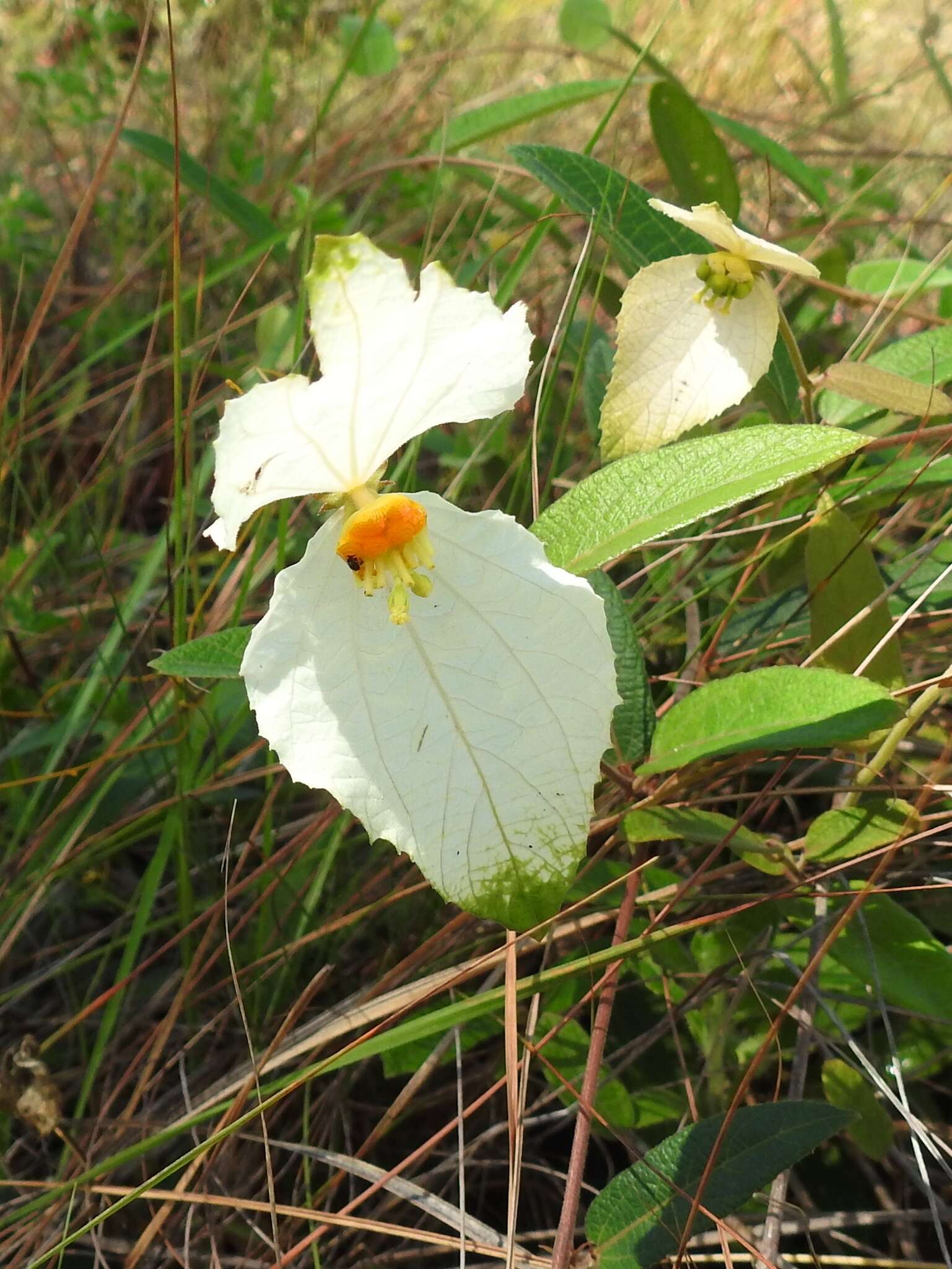 Image of Dalechampia schippii Standl.