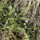 Image de Juncus brachyspathus Maxim.