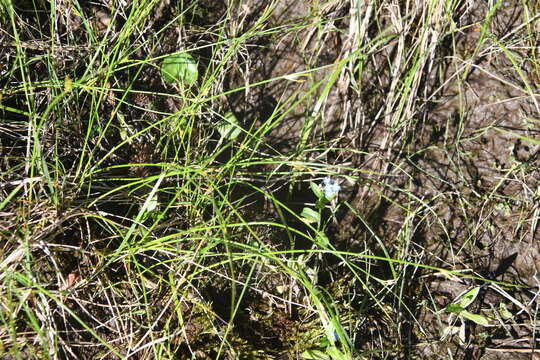 Слика од Juncus brachyspathus Maxim.