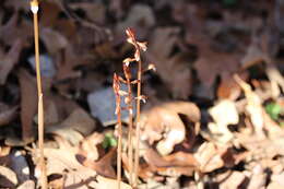 Image of Spring coralroot