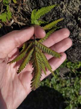 Image of Pteris minor (Hieron.) Y. S. Chao