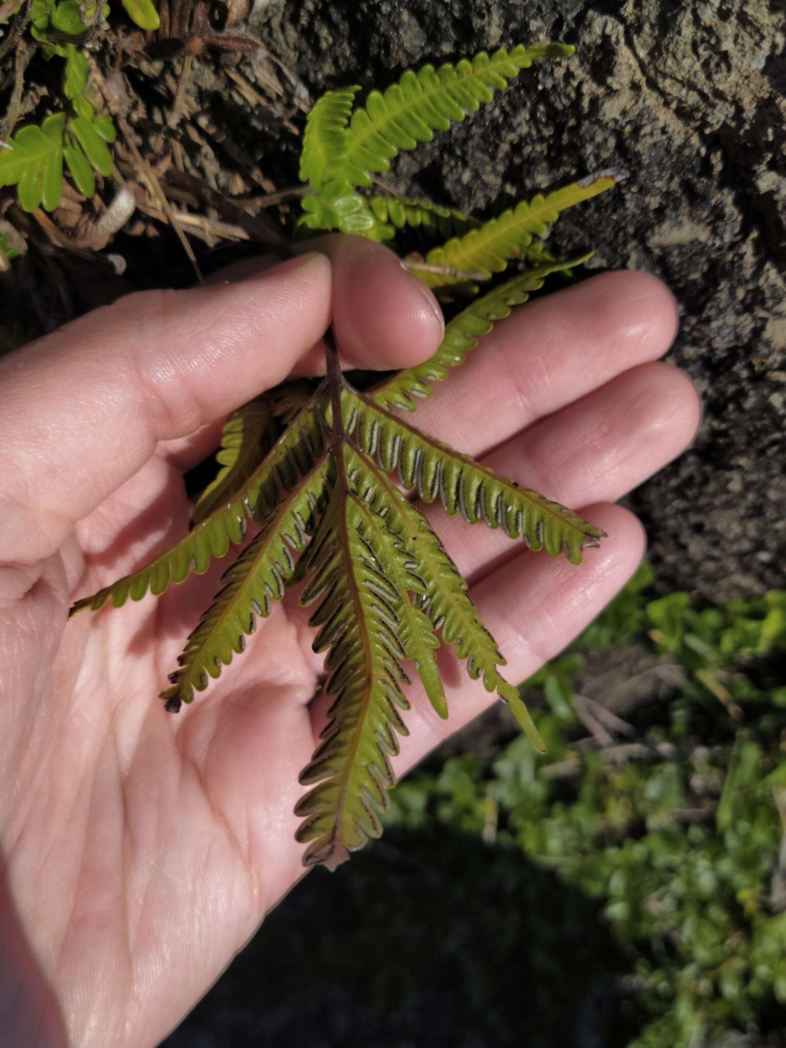 Sivun Pteris minor (Hieron.) Y. S. Chao kuva