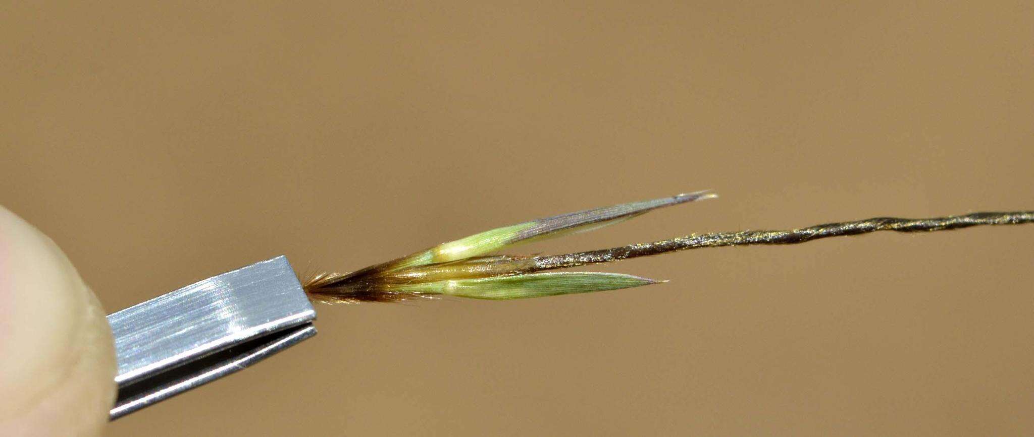 Image of Red grass