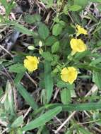 Image of shrubby woodsorrel