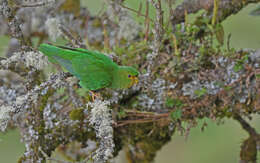 Image of Rufous-fronted Parakeet