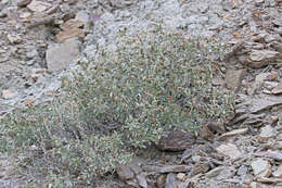 Image de Atriplex garrettii Rydberg