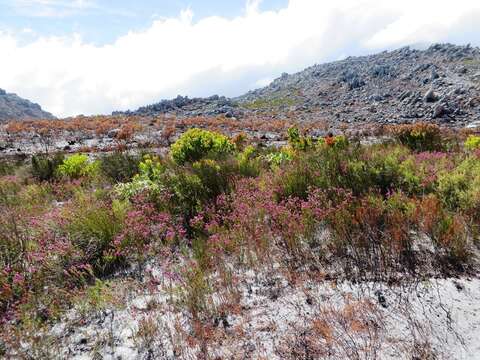 Image of Erica pulchella var. pulchella