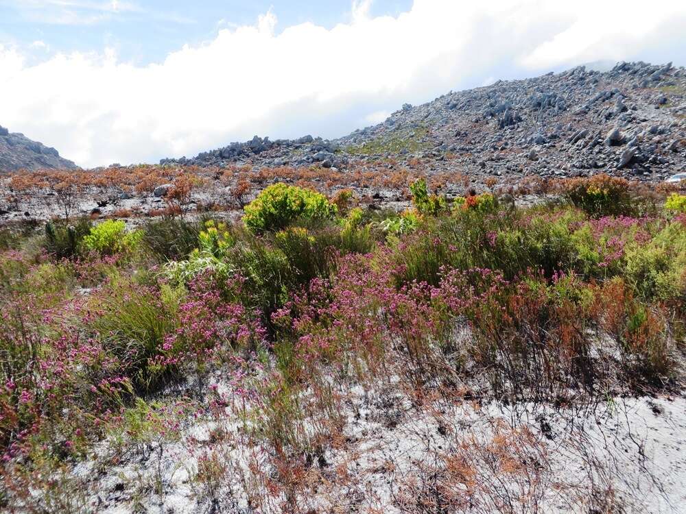 Image de Erica pulchella var. pulchella