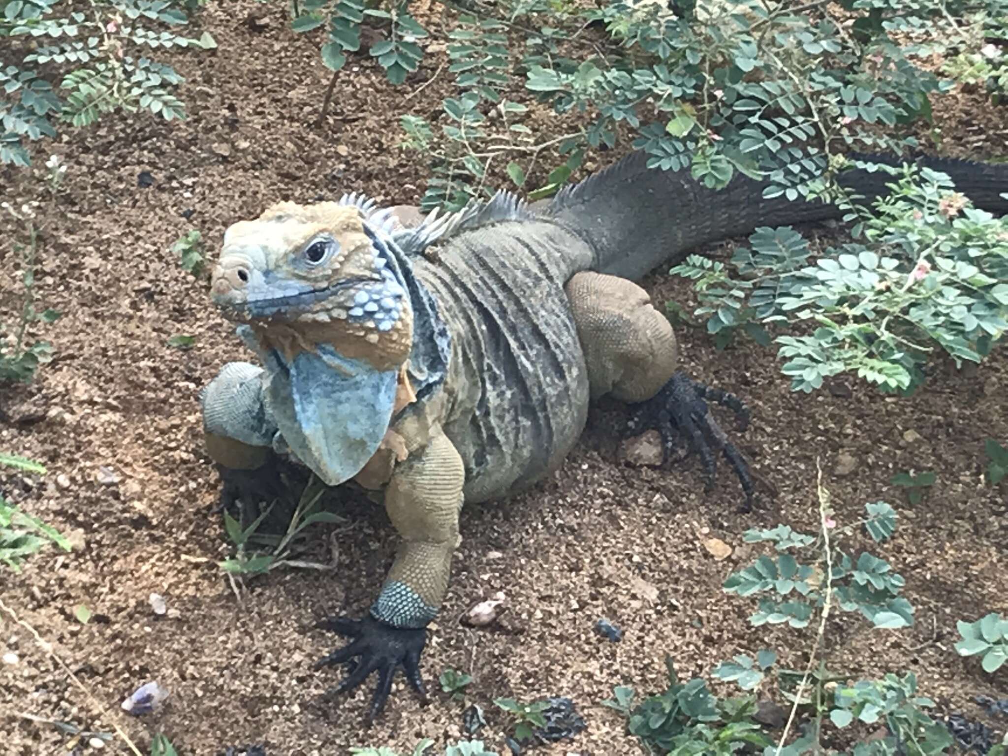 Cyclura lewisi Grant 1940 resmi