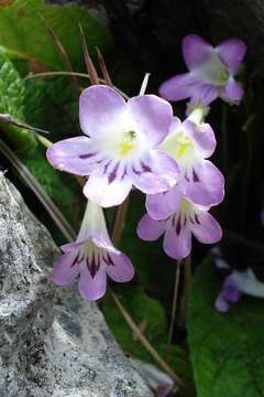 Plancia ëd Streptocarpus cyaneus subsp. cyaneus