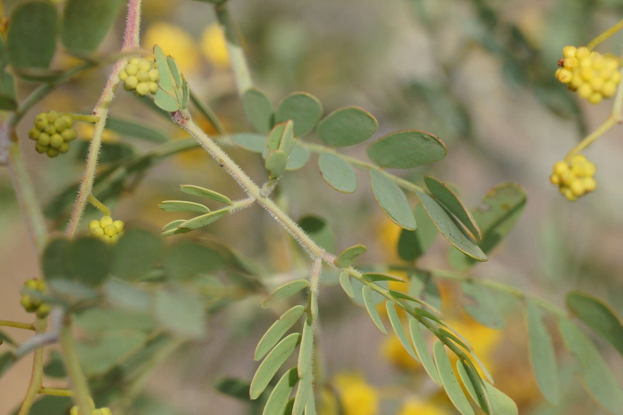 Image of glory wattle