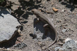 Image of Common Sagebrush Lizard