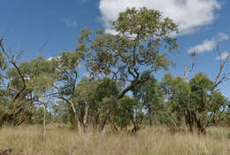 Image of Corymbia setosa (Schauer) K. D. Hill & L. A. S. Johnson