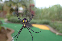 Image of Garden spider