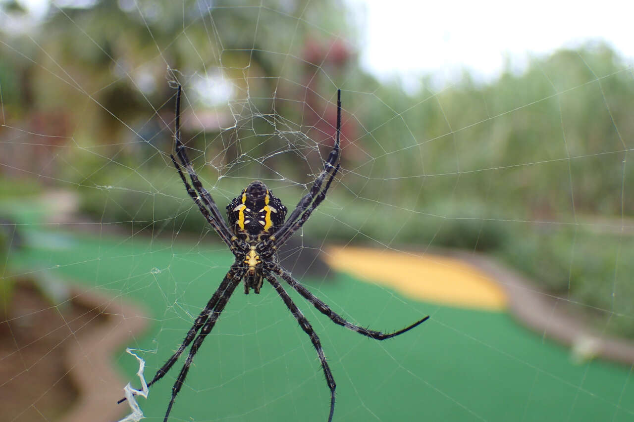 Image of Garden spider