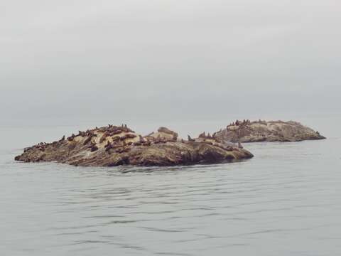 Image of northerns sea lions