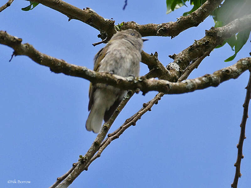 Image of Green-backed Honeybird