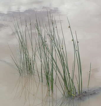 Plancia ëd Schoenoplectus decipiens (Nees) J. Raynal