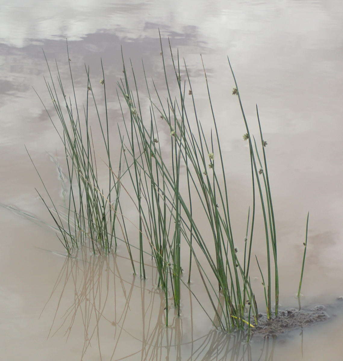 Plancia ëd Schoenoplectus decipiens (Nees) J. Raynal