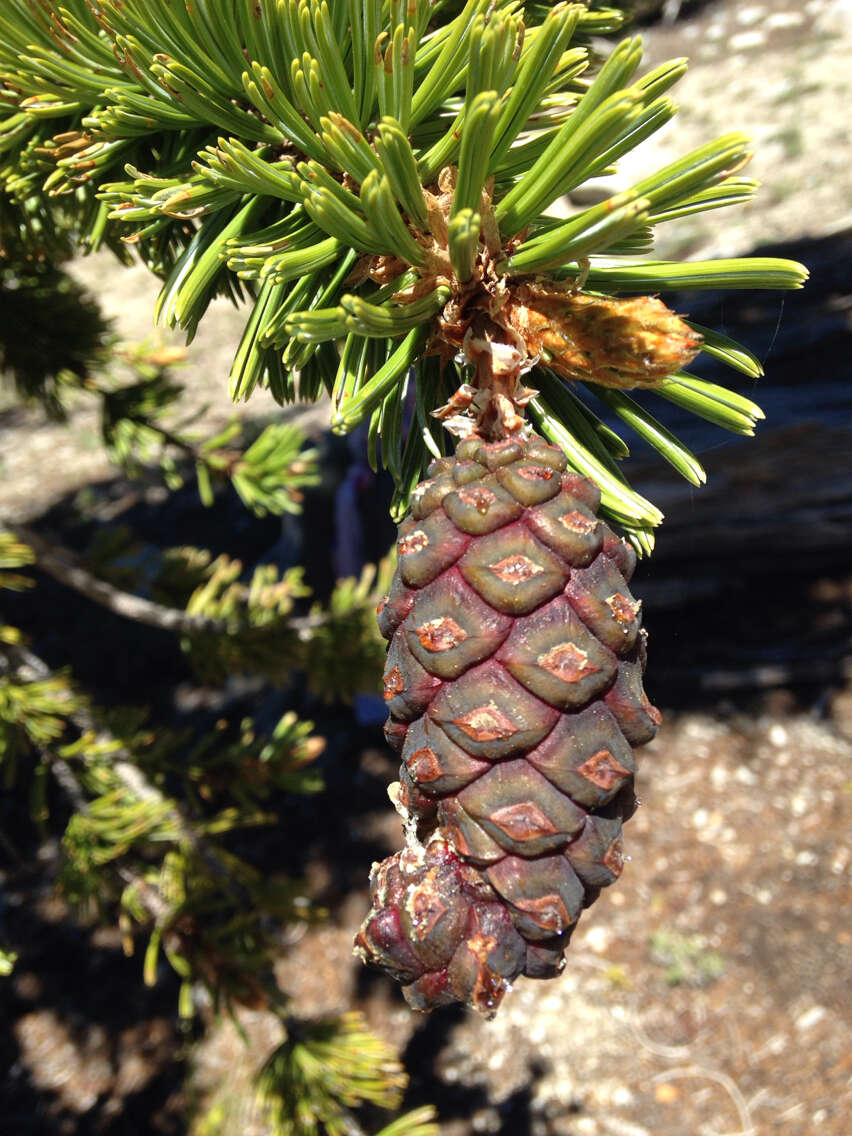 Image of foxtail pine