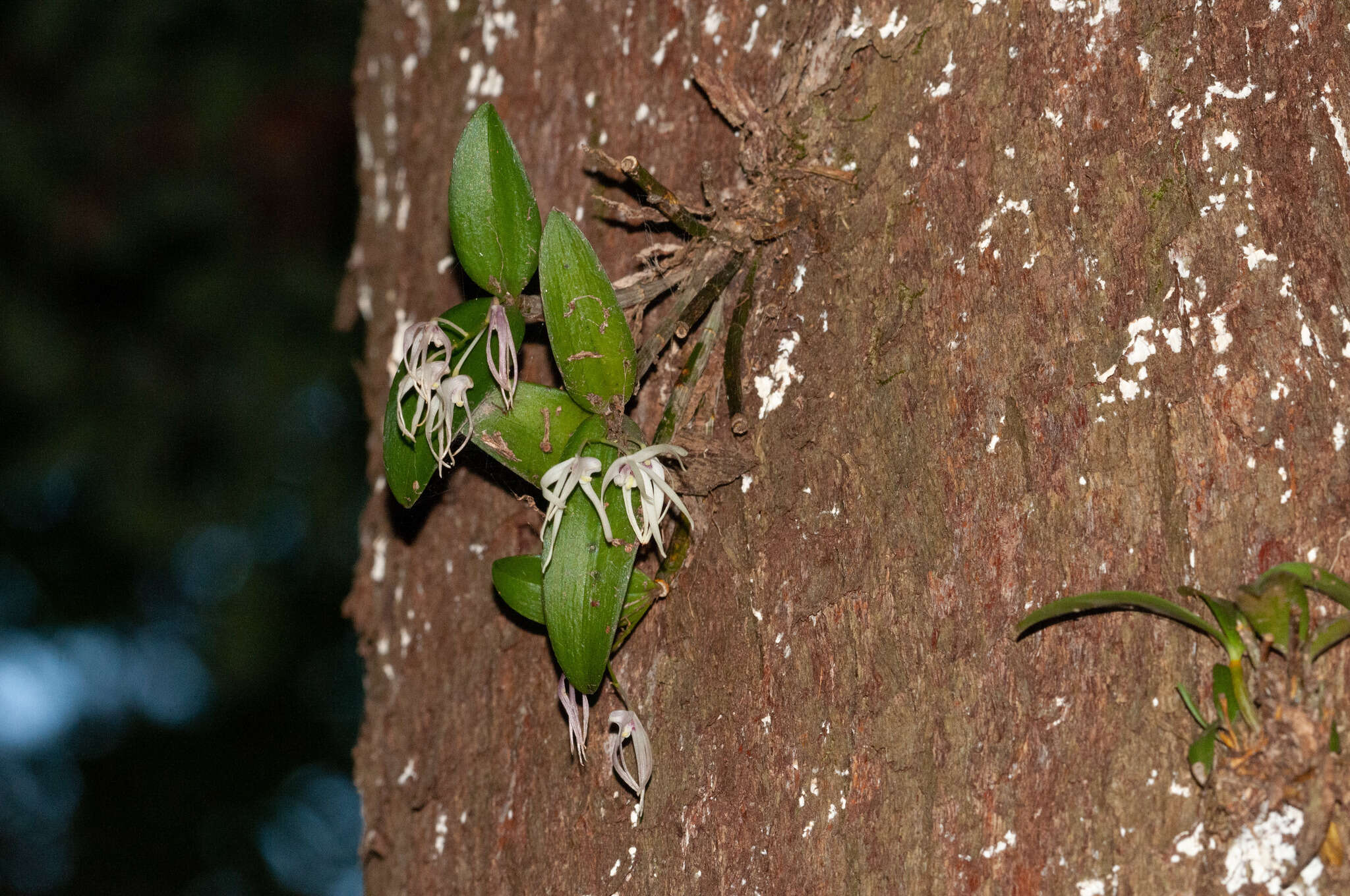 Imagem de Dendrobium aemulum R. Br.