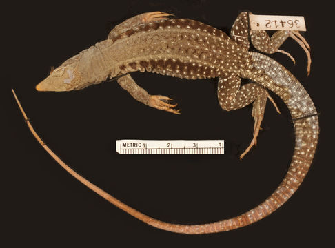 Image of Puerto Rican Giant Ameiva