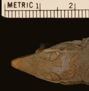 Image of Puerto Rican Giant Ameiva