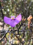 صورة Utricularia uniflora R. Br.