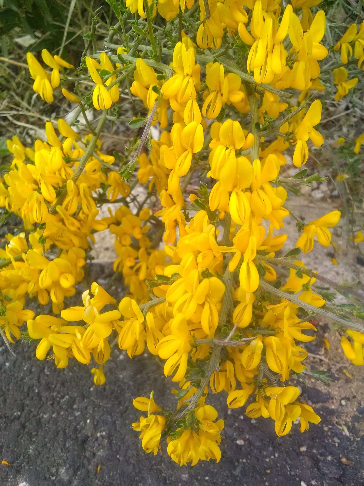 Sivun Genista scorpius subsp. scorpius kuva