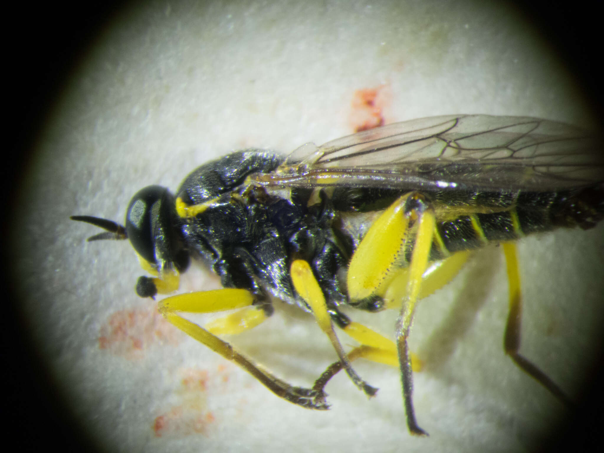 Image of Drab Wood Soldier Fly