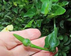 Image of Thunbergia dregeana Nees