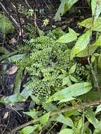 Image of Asplenium dentatum L.