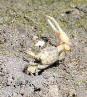Image of Mexican Fiddler Crab