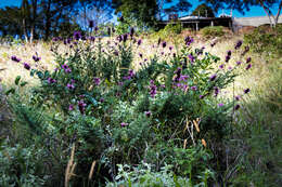 Image of Syncolostemon densiflorus Benth.