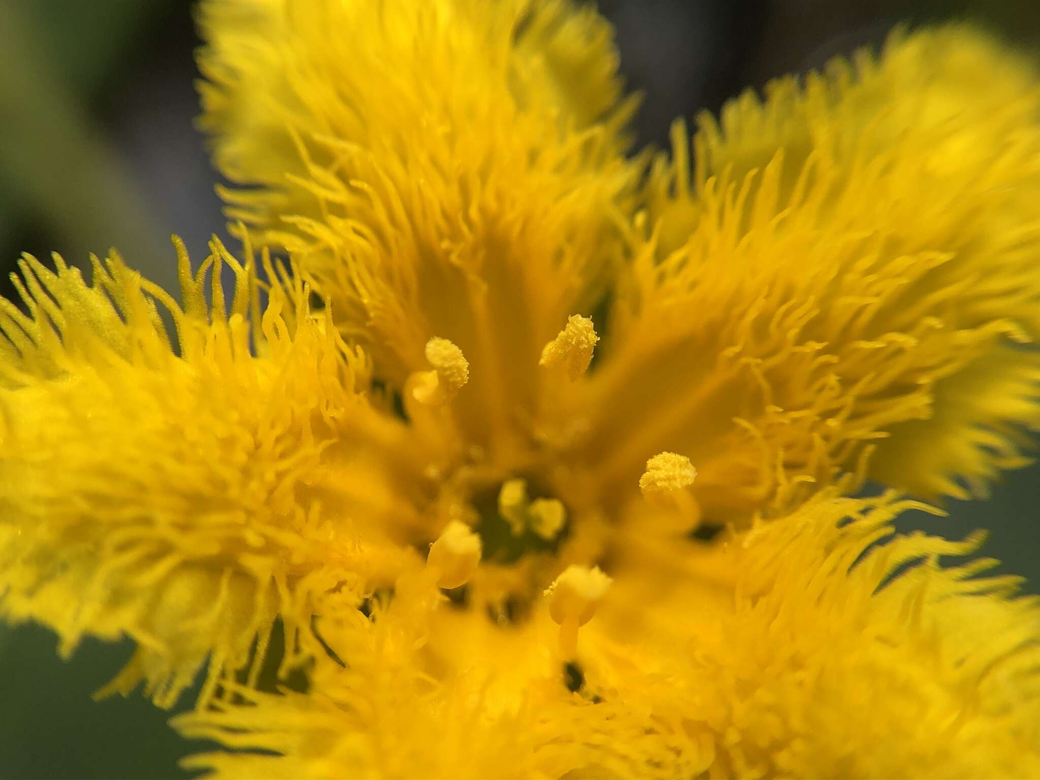 Image of Nymphoides fallax Ornduff