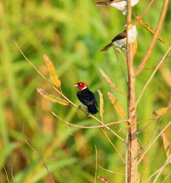 Image of Red-capped Cardinal