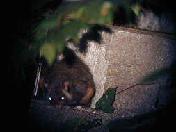 Image of Japanese Giant Flying Squirrel