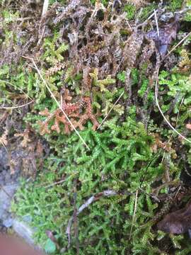 Imagem de Selaginella denticulata (L.) Spring