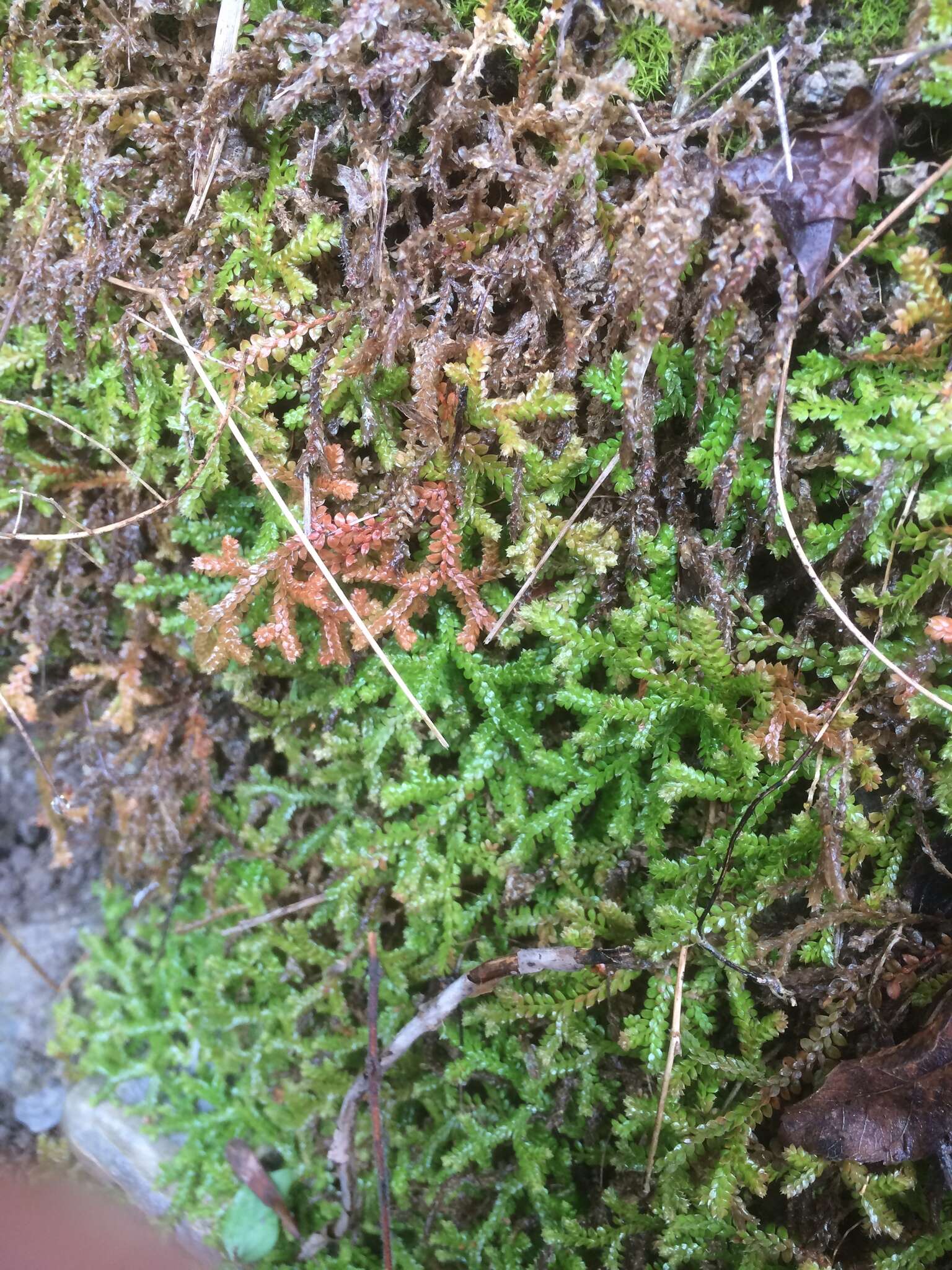 Imagem de Selaginella denticulata (L.) Spring