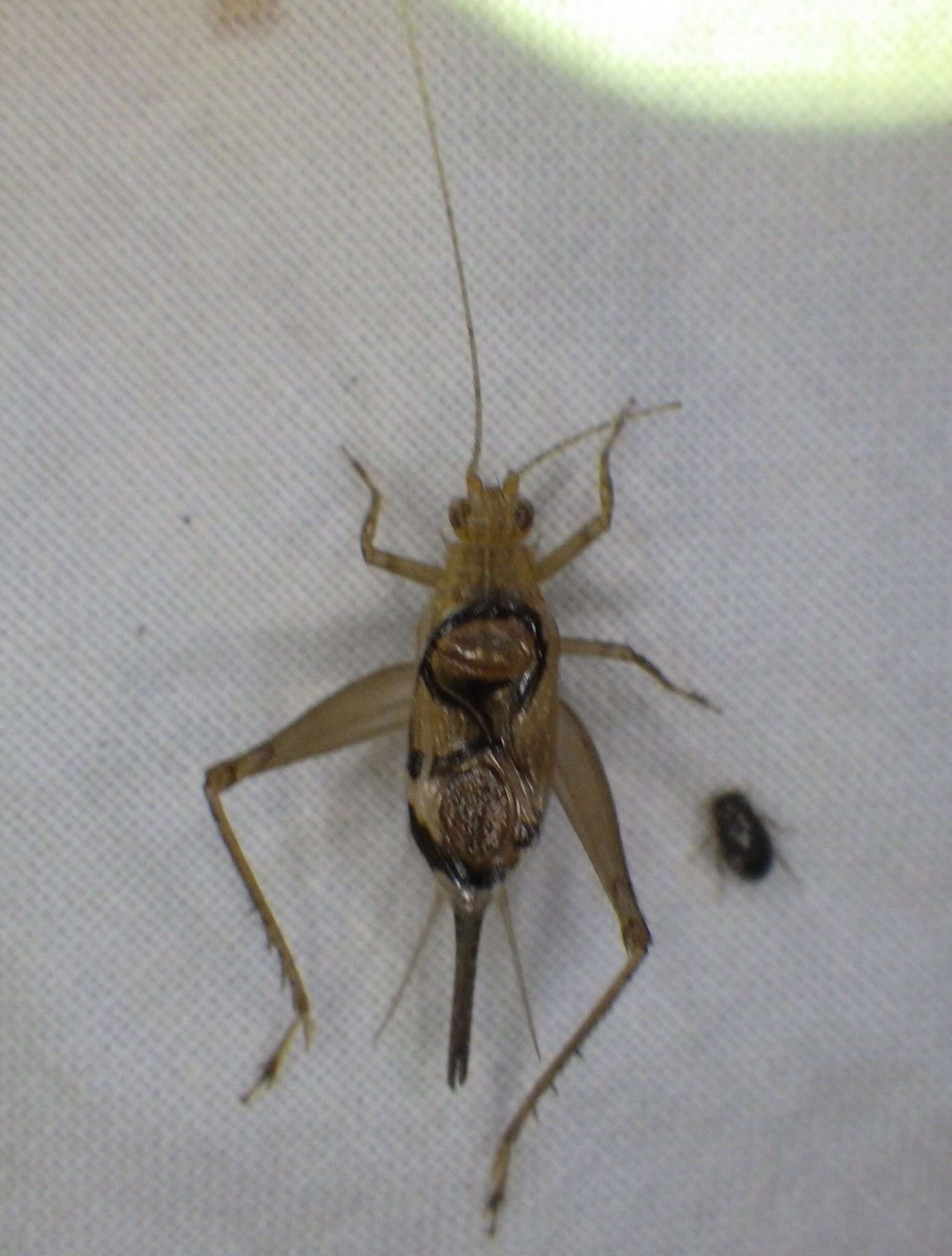 Image of Anaxipha calusa Walker, T. J. & Funk 2014