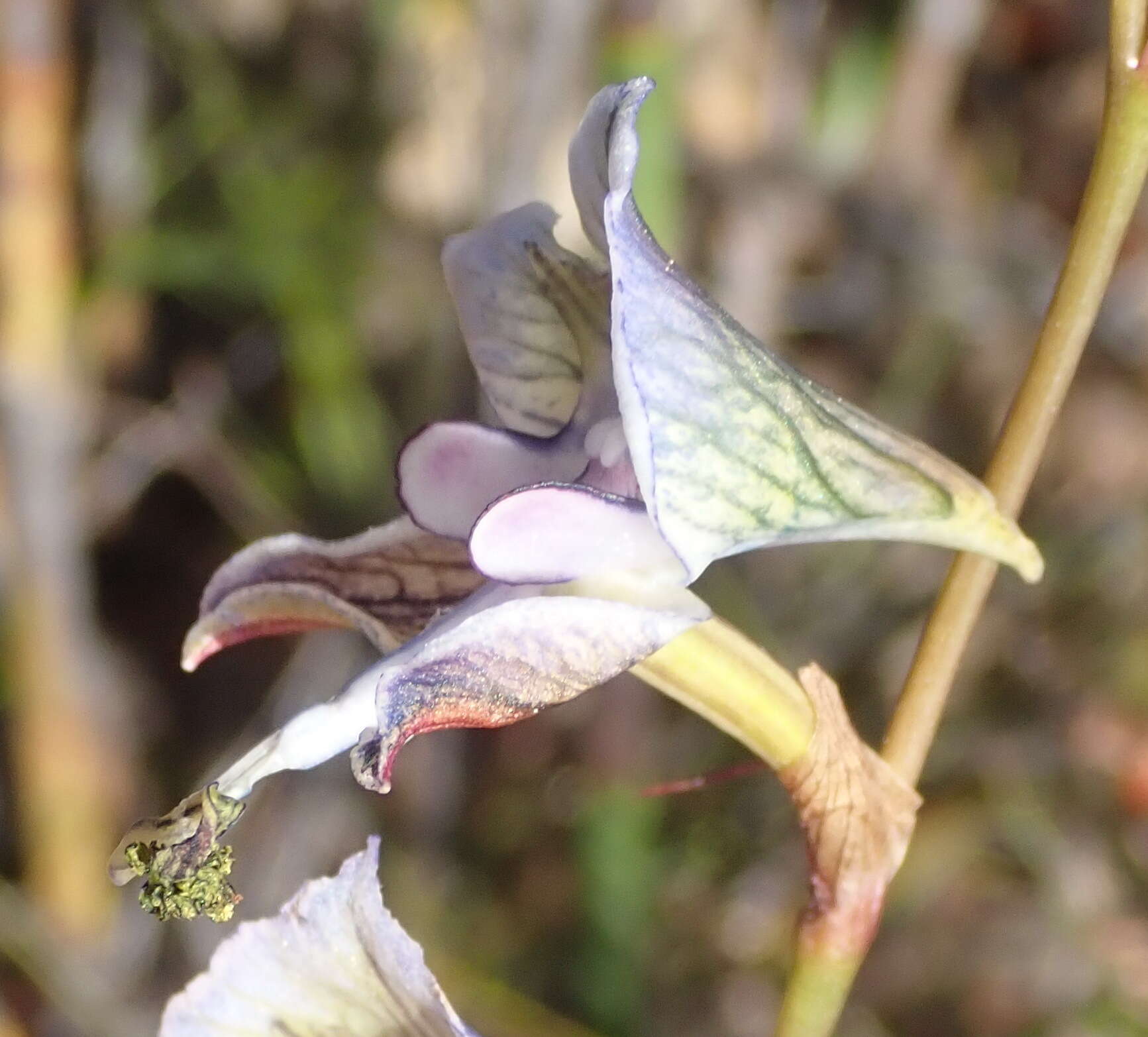 Image of Disa multifida Lindl.