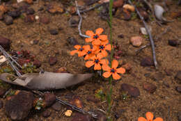 صورة Drosera miniata Diels