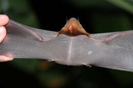 Image of Big Naked-backed Bat