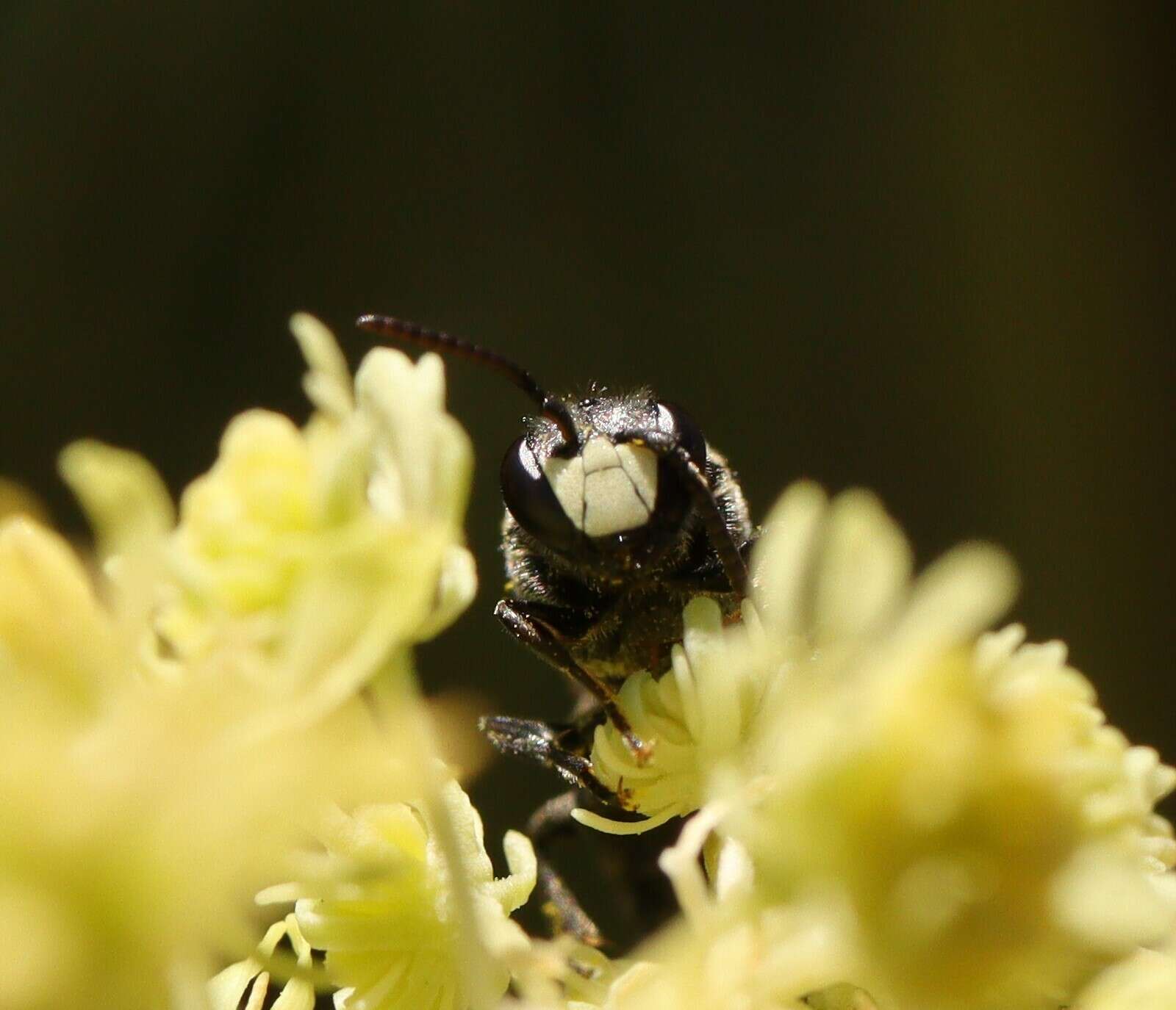 Image of Hylaeus signatus (Panzer 1798)