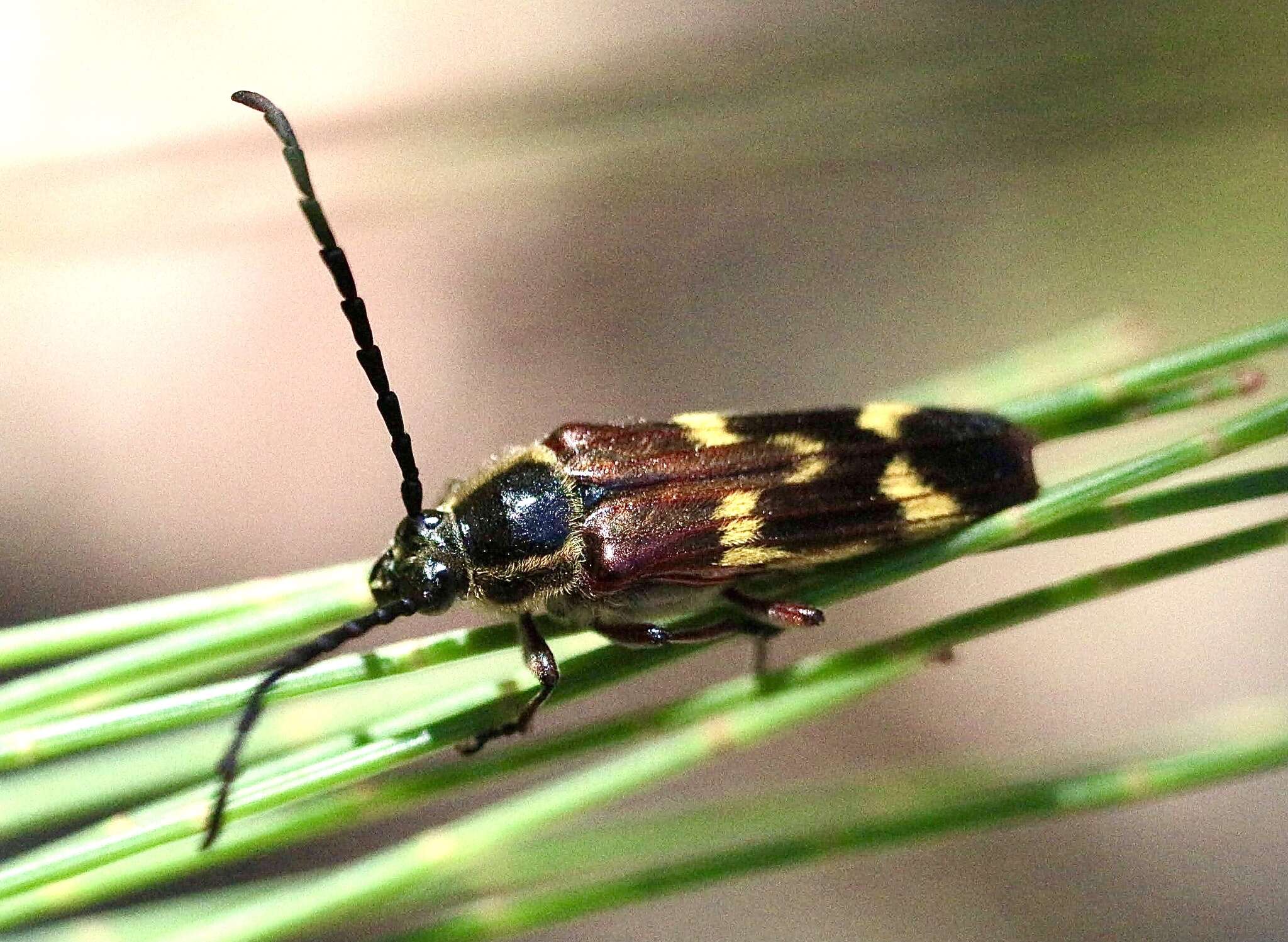 Image of Tragocerus fasciatus (Donovan 1805)