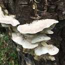 Image of Trametes nivosa (Berk.) Murrill 1907