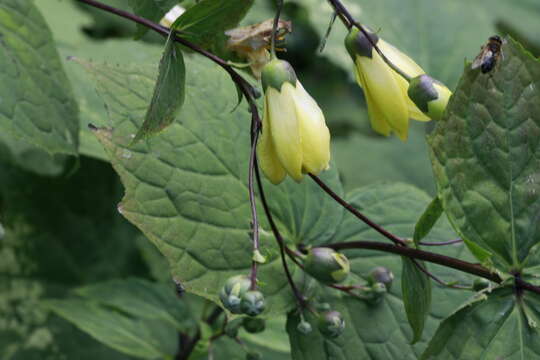 Image of Kirengeshoma palmata Yatabe